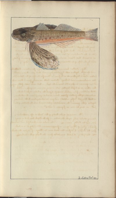 Disegni di Lindsay Vol. VII da John Lindsay