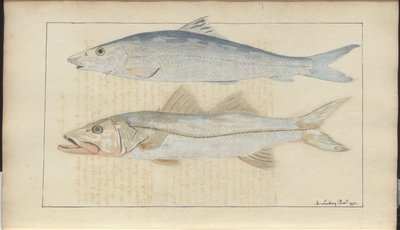 Disegni di Lindsay Vol. VII da John Lindsay