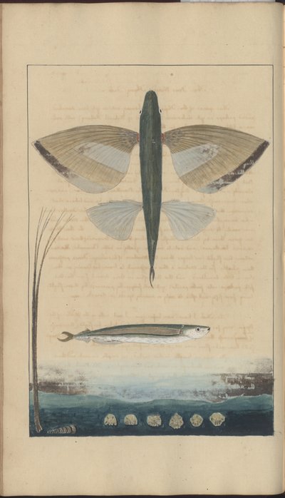 Disegni di Lindsay Vol. VII da John Lindsay