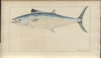 Lindsay Drawings Vol. VII da John Lindsay