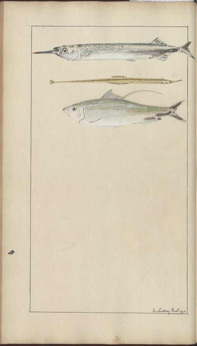 Disegni di Lindsay Vol. VII da John Lindsay