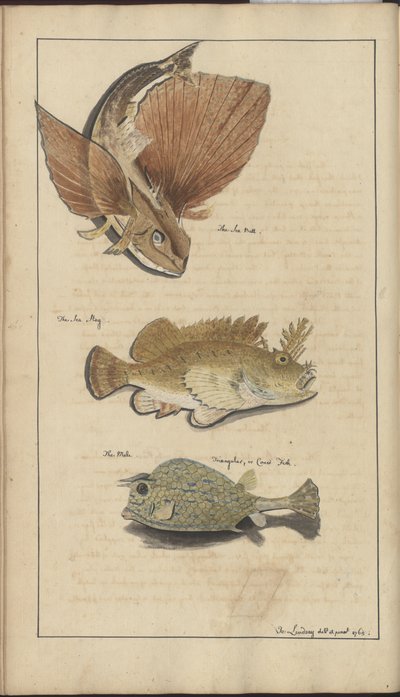 Disegni di Lindsay Vol. VII da John Lindsay