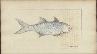 Disegni di Lindsay Vol. VII da John Lindsay