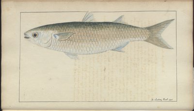 Disegni di Lindsay Vol. VII, 20 da John Lindsay