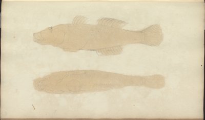 Disegni di Lindsay Vol. VII, 21 da John Lindsay