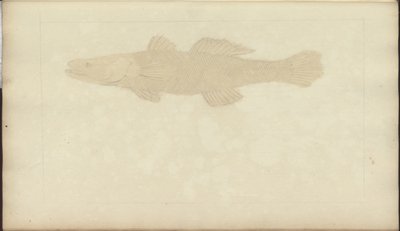 Disegni di Lindsay Vol. VII, 22 da John Lindsay