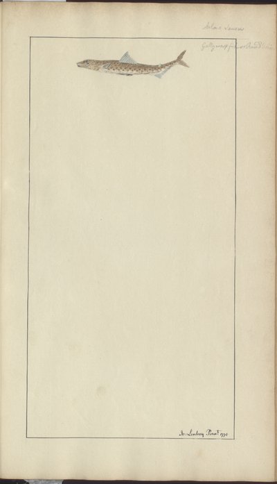 Disegni di Lindsay Vol. VII, 23 da John Lindsay