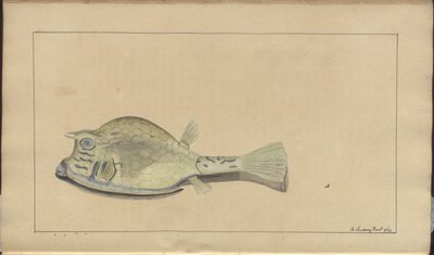 Disegni di Lindsay Vol. VII, 25 da John Lindsay