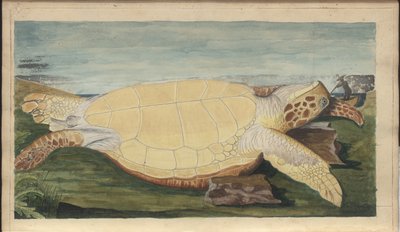 Disegni di Lindsay Vol. VII, 31 da John Lindsay