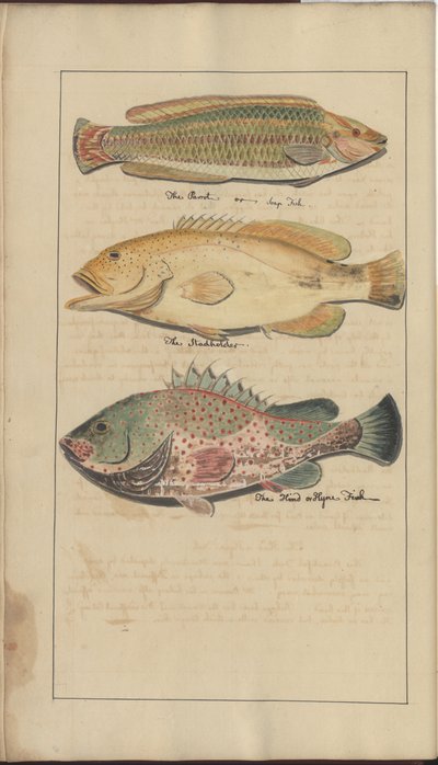 Disegni di Lindsay Vol. VII, 4 da John Lindsay