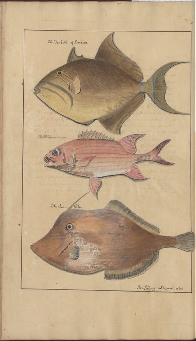 Disegni di Lindsay Vol. VII, 6 da John Lindsay