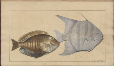 Disegni di Lindsay Vol. VII, 8 da John Lindsay