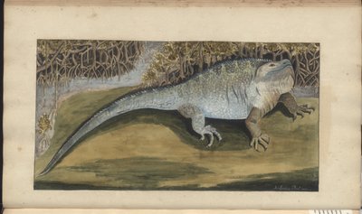 Disegni di Lindsay Vol. VI da John Lindsay