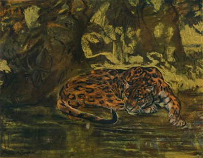 Un giaguaro, c1900 da John Macallan Swan