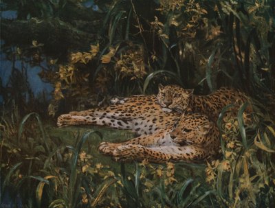 Leopardi indiani, fine XIX-inizio XX secolo, c. 1930 da John Macallan Swan