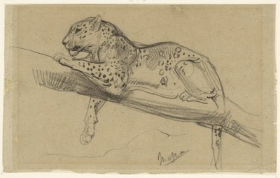 Studio di un leopardo sdraiato su un ramo da John Macallan Swan