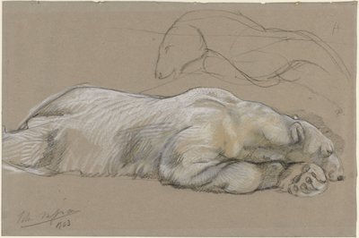 Studi di un orso polare sdraiato da John Macallan Swan