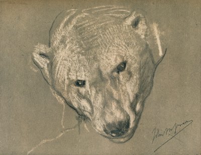 Studio della testa di un orso polare, c1901 da John Macallan Swan