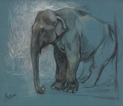 Studio di un elefante da John Macallan Swan