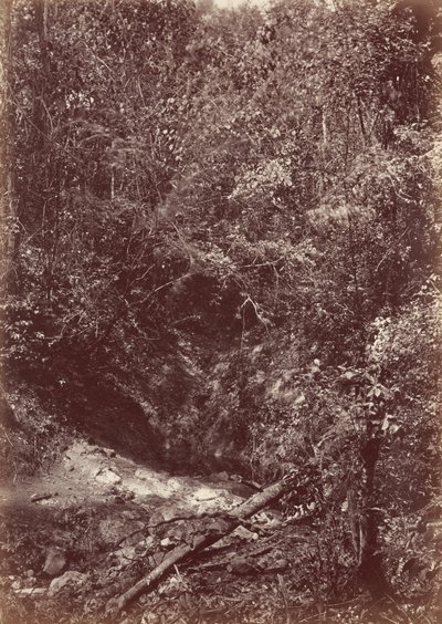 Spedizione Darien, 1871 (foto) da John Moran