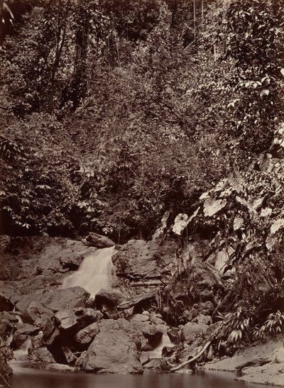 Scenario tropicale, cascata, fiume Limon da John Moran