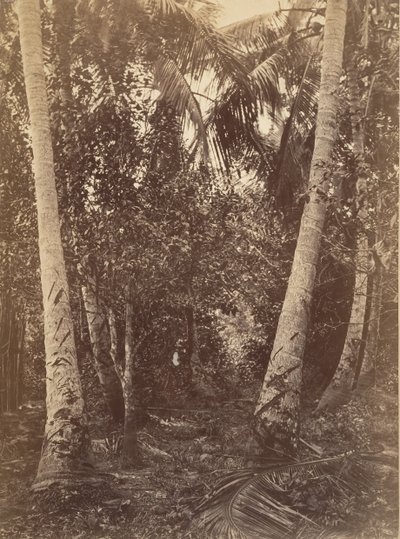 Paesaggio tropicale, foresta vicino a Turbo da John Moran