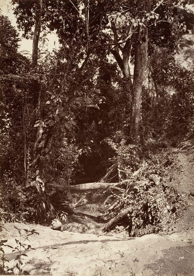 Paesaggio tropicale, Il ruscello El Bano, Chipigana, 1871 da John Moran
