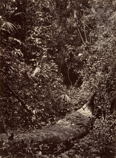 Scenari Tropicali, Foresta Tropicale, 1871 da John Moran