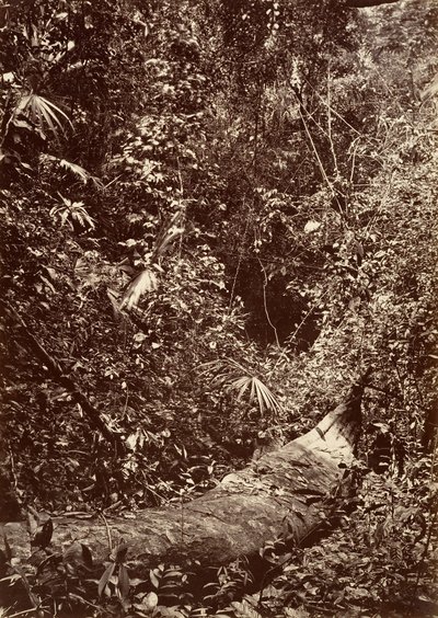 Scenari tropicali, foresta tropicale da John Moran
