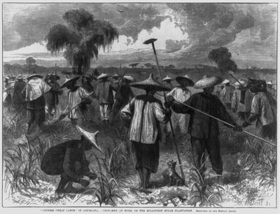 "Lavoro a basso costo cinese" in Louisiana - Cinesi al lavoro nella piantagione di zucchero Milloudon da John Parker Davis