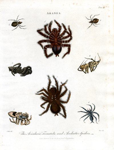 ARANEA: Avicularia; Tarantola e Ragni Aculeati da John Pass