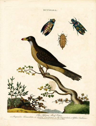 Coleotteri africani e coleotteri gioiello (Buphaga) da John Pass