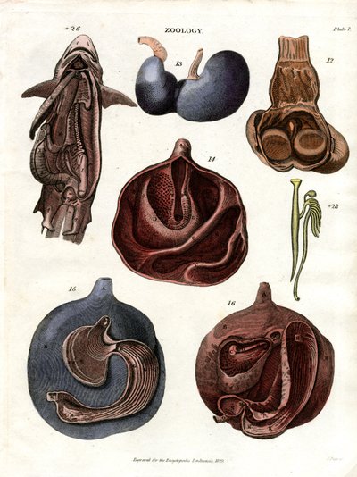 Illustrazioni anatomiche degli organi interni (Plate 7) da John Pass