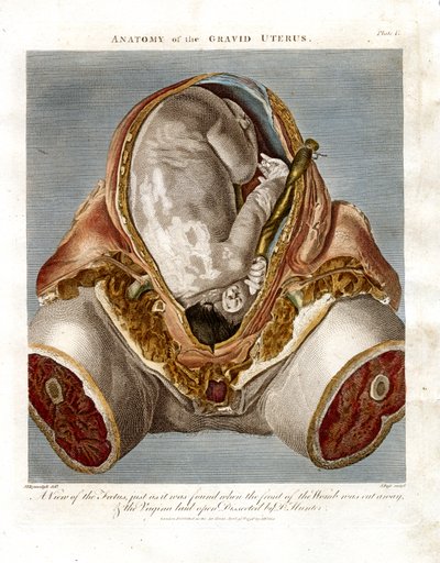 Anatomia dell