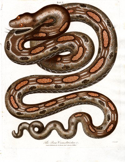 Boa Constrictor da John Pass