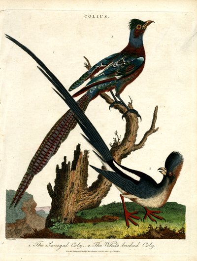 Specie di Colius (uccelli topo) da John Pass