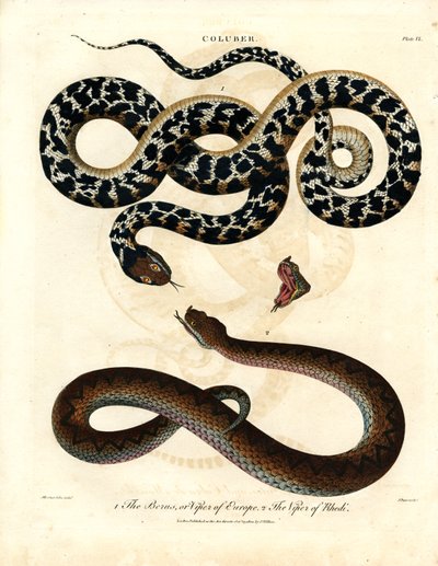 Colubro: Vipera europea e Vipera di Rodi da John Pass
