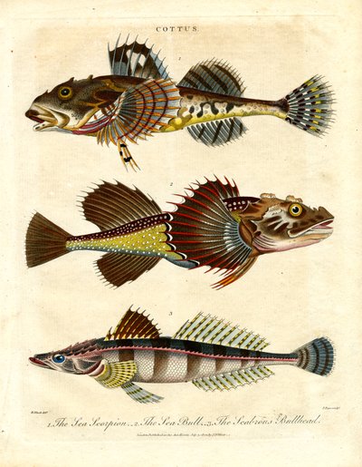 Cottus - Sculpini e Scorpioni di mare da John Pass