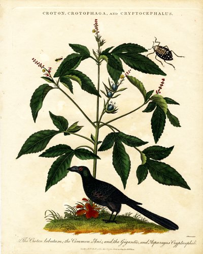 Croton; Crotophaga; e Cryptocephalus da John Pass