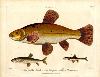 Cyprinus: Tinca dorata; Scorfano e Minnow da John Pass