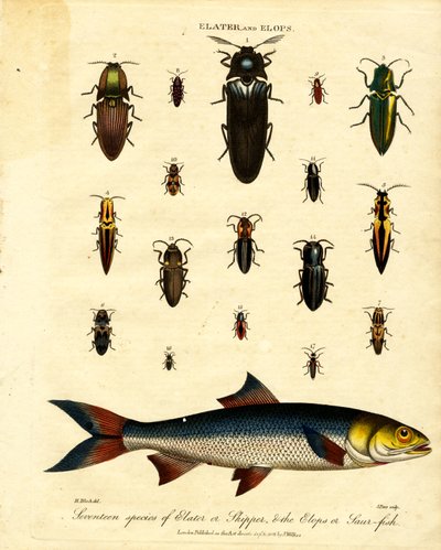 Elater e Elops: Diciassette specie di Elater o Skipper; e l
