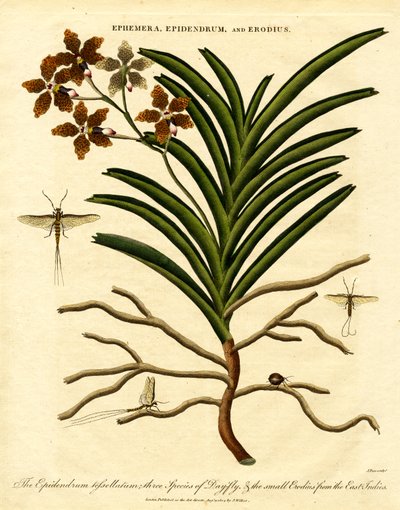 Epidendrum; Ephemera; e Erodius da John Pass