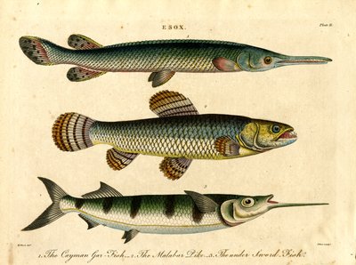 Esox: Specie di luccio e pesce spada da John Pass