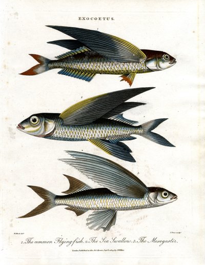 Exocoetus: Pesce volante da John Pass
