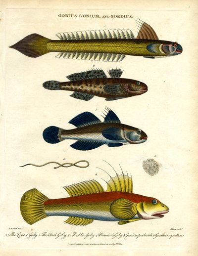 Gobius; Gonium e Gordius: Gobidi e vermi piliferi da John Pass