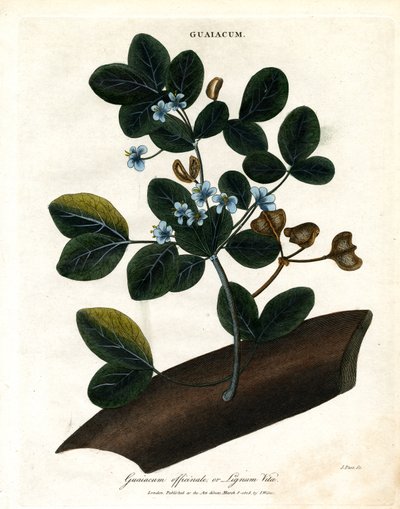 Guaiacum officinale - Lignum Vitae da John Pass