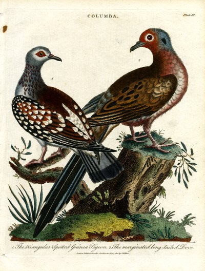 Piccioni e colombe (Columba) da John Pass