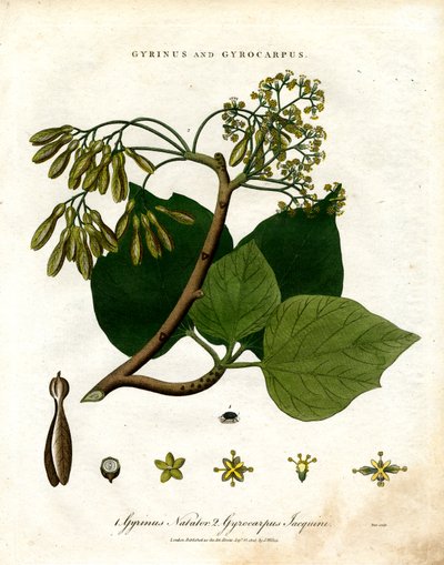 Gyrinus e Gyrocarpus da John Pass
