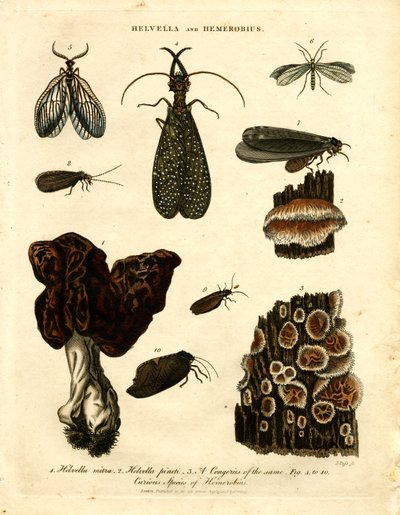 Helvella e Hemerobius da John Pass