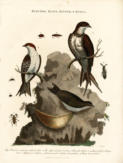Hirundo;Hispa;Hister  Hortia: rondini e coleotteri da John Pass
